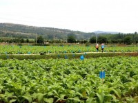 新消息！哪里卖雪茄烟“徒费唇舌”